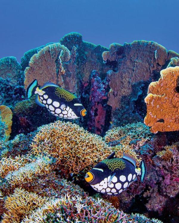 Pristine Paradise Dive Resort - Togean Islands, Una Una Pulau Unauna Εξωτερικό φωτογραφία